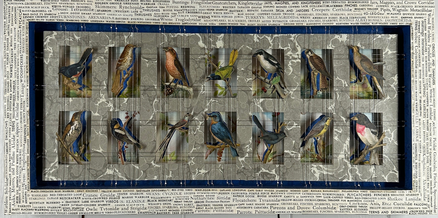 BIRD WORDS