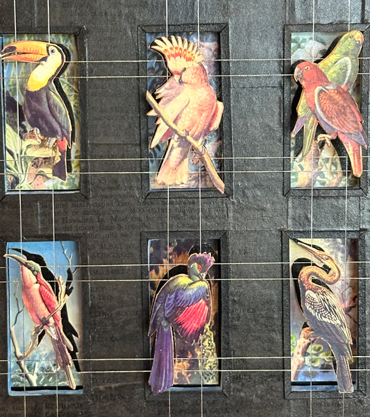 HOMAGE TO BIRDS IN PARADISE