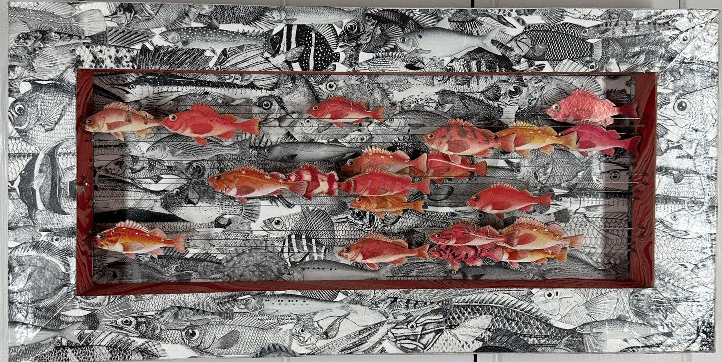ROCK FISH RUNNING