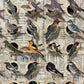 BIRD HOMES No. 1 - Sold