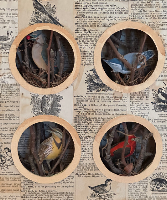 BIRD NEST No. 2