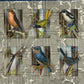 BIRD WORDS