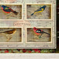 BIRDS AND WORLD MAP