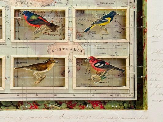BIRDS AND WORLD MAP