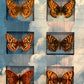 BUTTERFLYS & CLOUDS