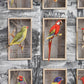 CAGE BIRDS No. 1