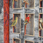 CAGE BIRDS No. 1