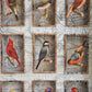 CAGE BIRDS No. 2