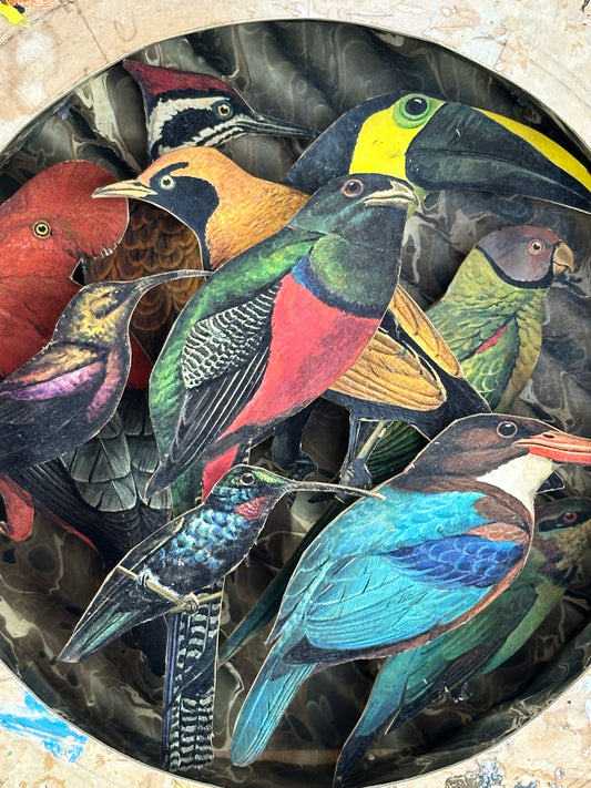 DAPHNE'S BIRDS - NOT FOR SALE