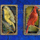 MECCA BIRD CARDS No. 1