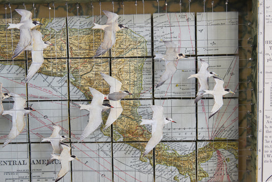 MIGRATING TERNS CENTRAL AMERICA