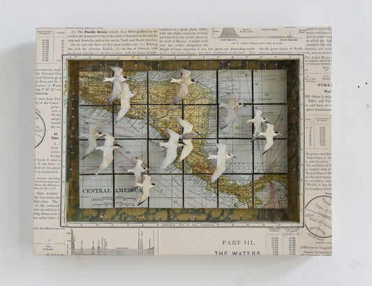 MIGRATING TERNS CENTRAL AMERICA