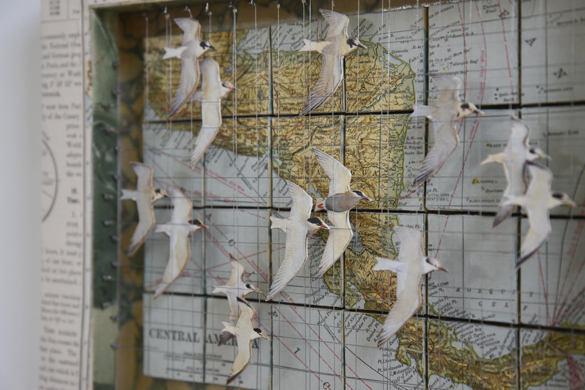 MIGRATING TERNS CENTRAL AMERICA