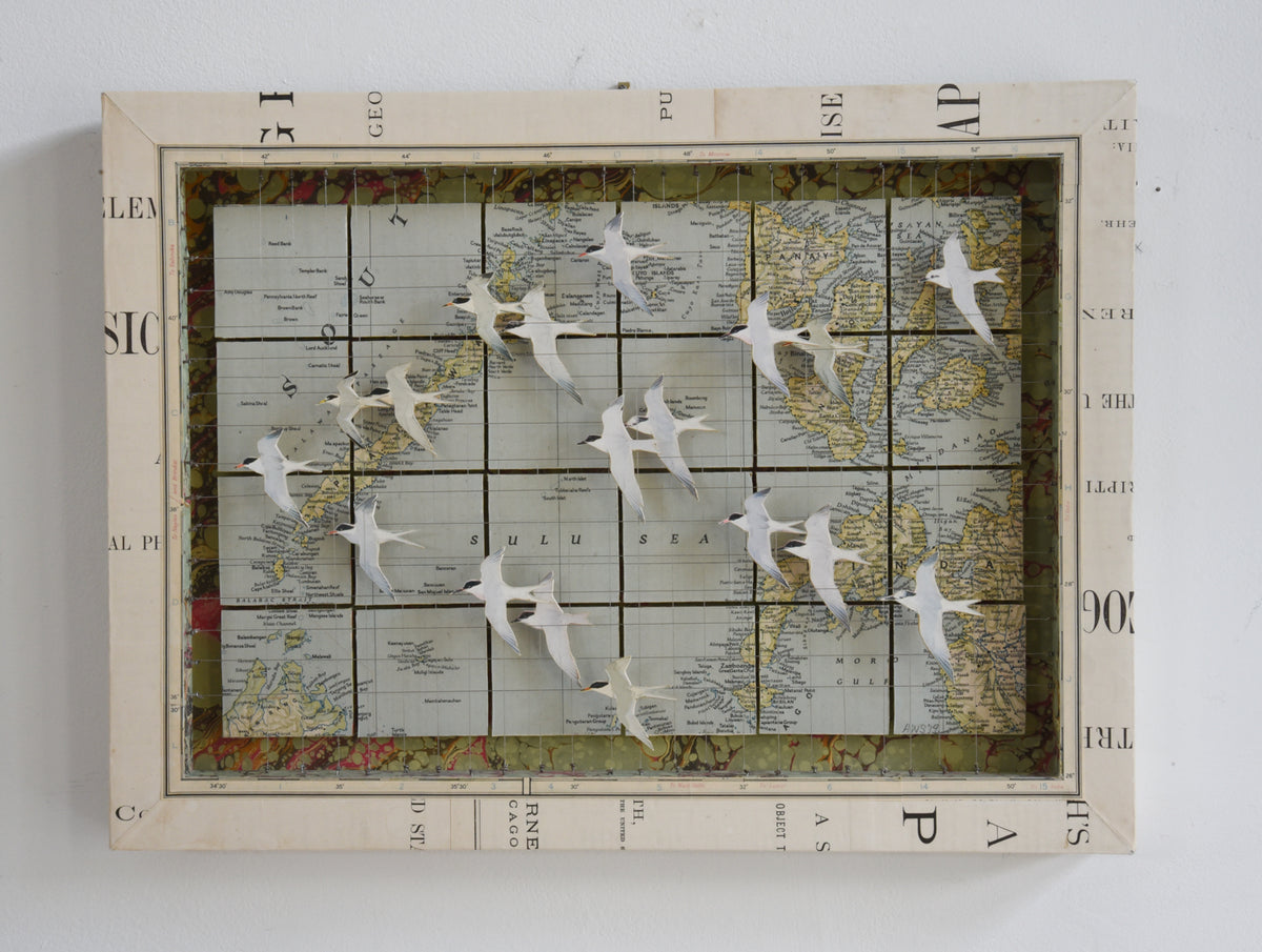 MIGRATING TERNS SULU SEA