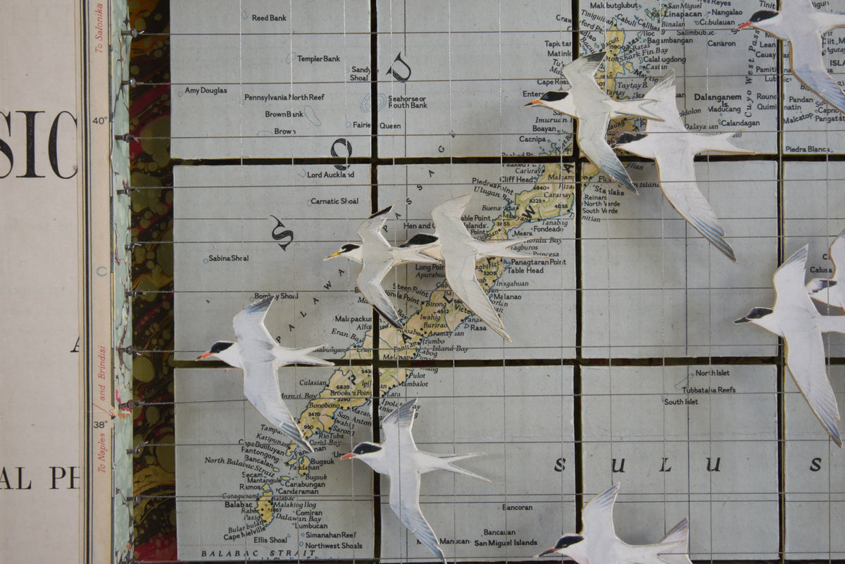 MIGRATING TERNS SULU SEA