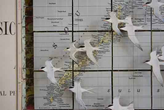 MIGRATING TERNS SULU SEA