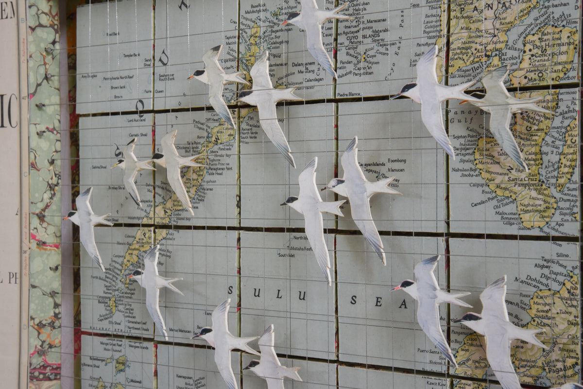 MIGRATING TERNS SULU SEA