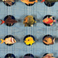 OCEAN 44 - SOLD
