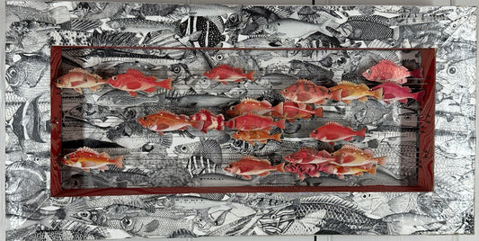 ROCK FISH RUNNING