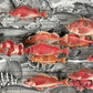 ROCK FISH RUNNING