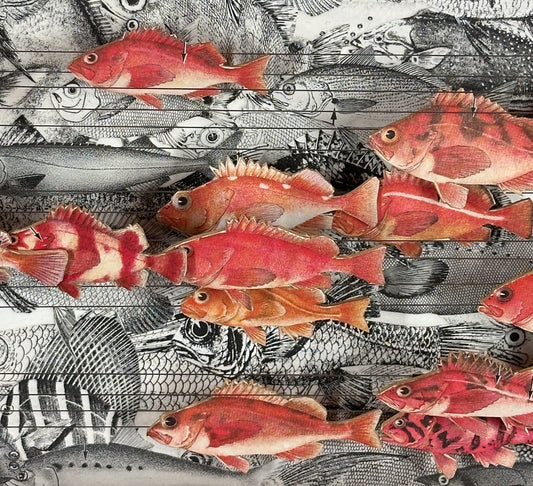 ROCK FISH RUNNING