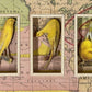 WORLDLY CANARIES