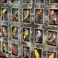 WORLDLY CAGE BIRDS No. 3
