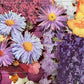FLOWER BOX No. 2
