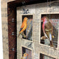 CAGE BIRDS No. 4 - Sold